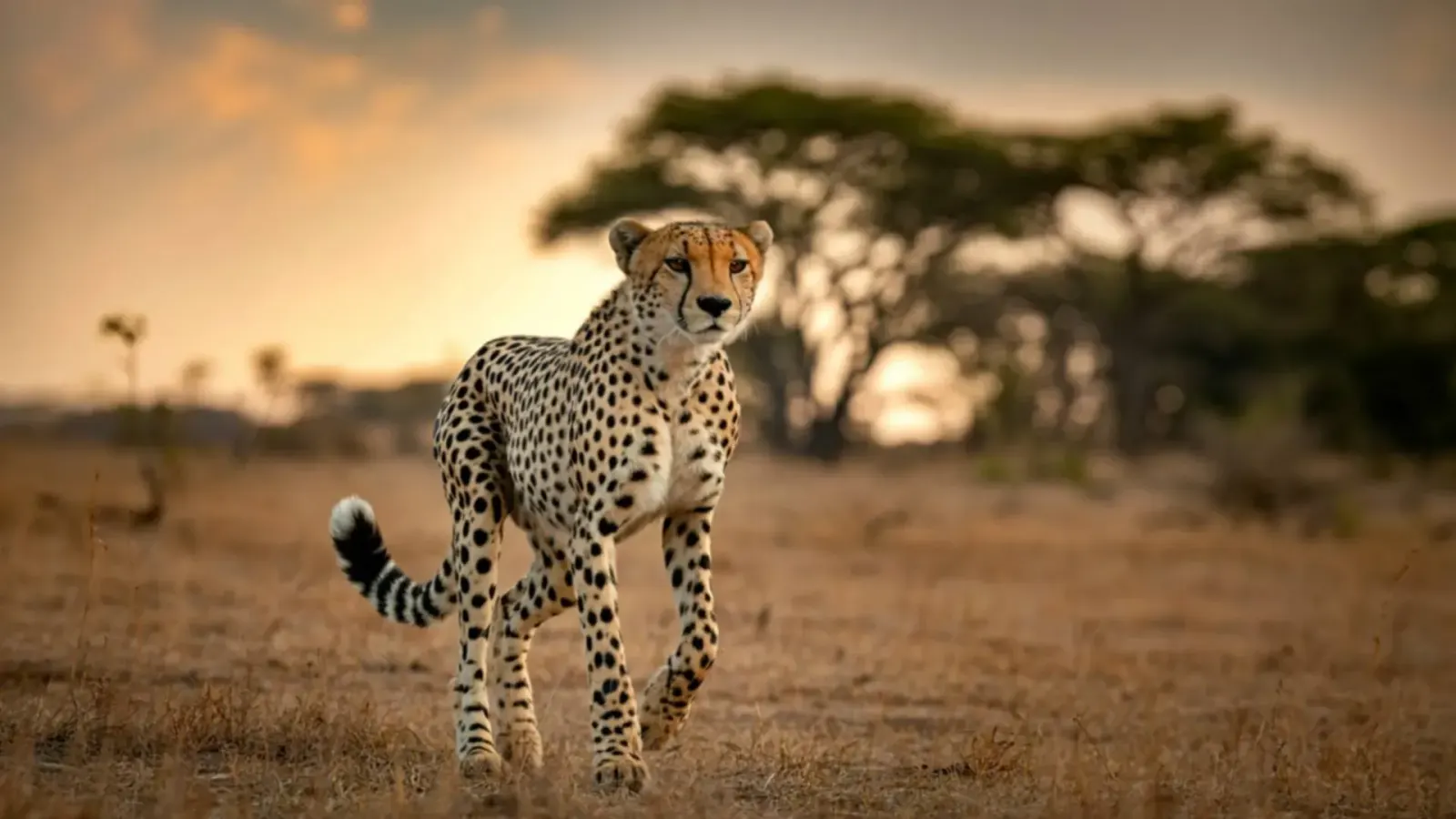 8-Day Zanzibar & Northern Tanzania Safari