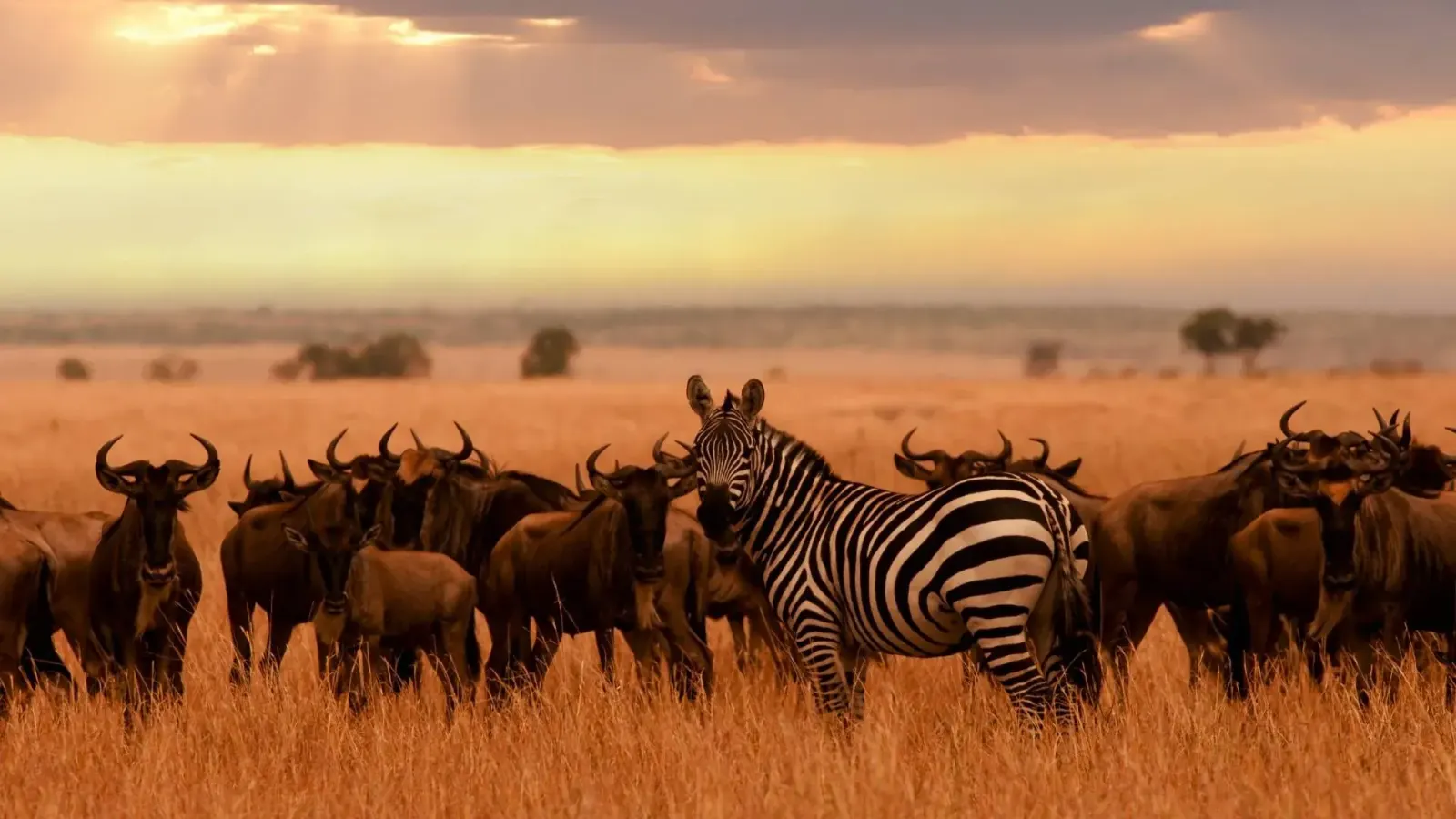 8-Day Fly-In Serengeti Safari & Zanzibar Beach Holiday