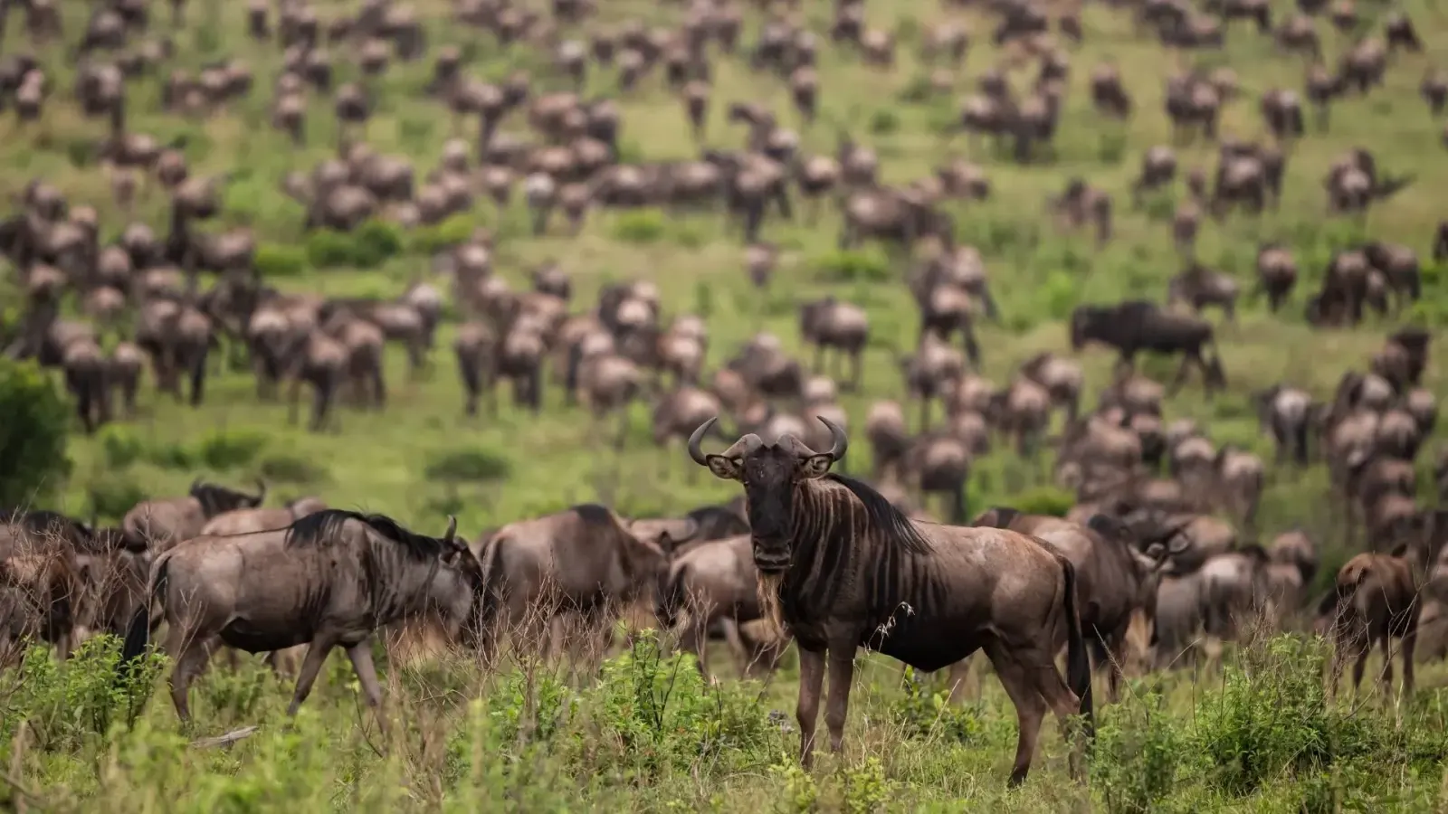 11-Day Tanzania Safari: Migration, Ngorongoro & Local Culture