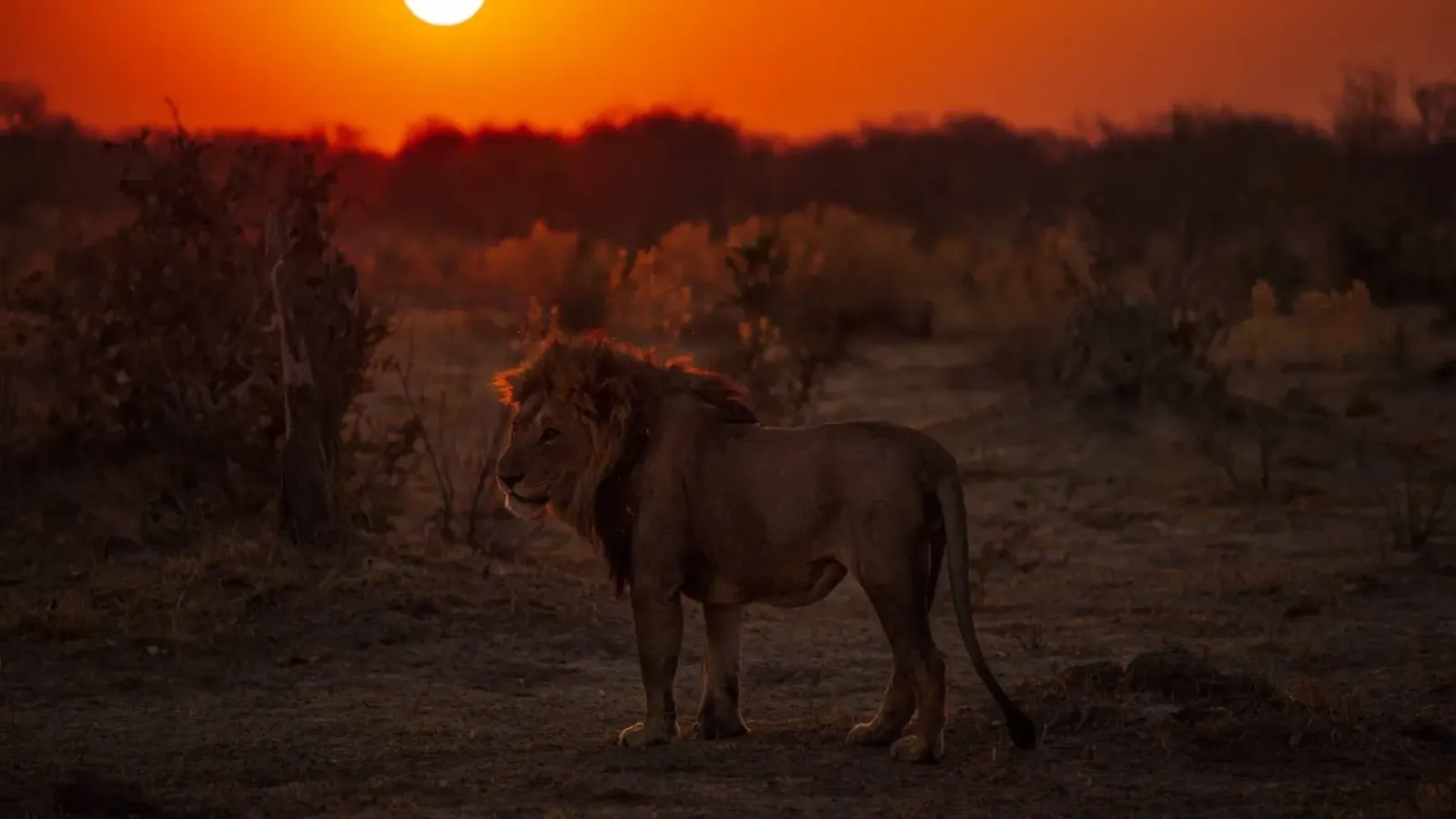 6-Day Tanzania Wildlife Safari Adventure