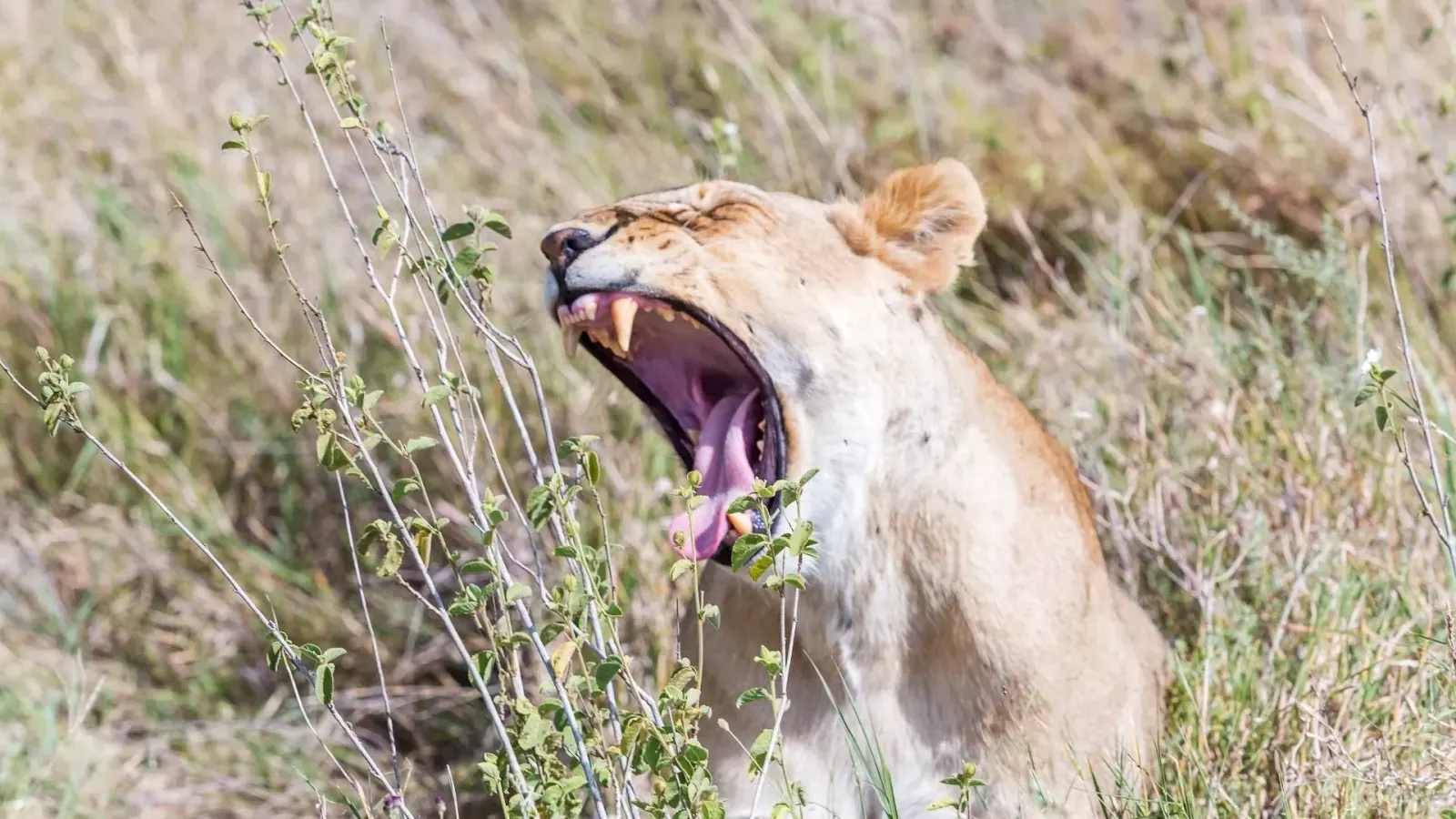 8-Day Northern Circuit Big Five Safari
