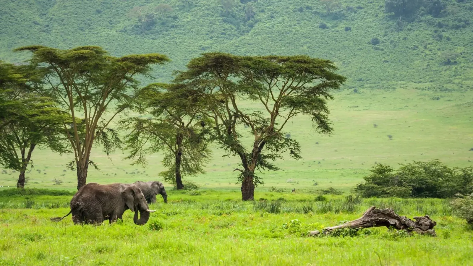 5-Day Family Safari: Tarangire & Ngorongoro Crater