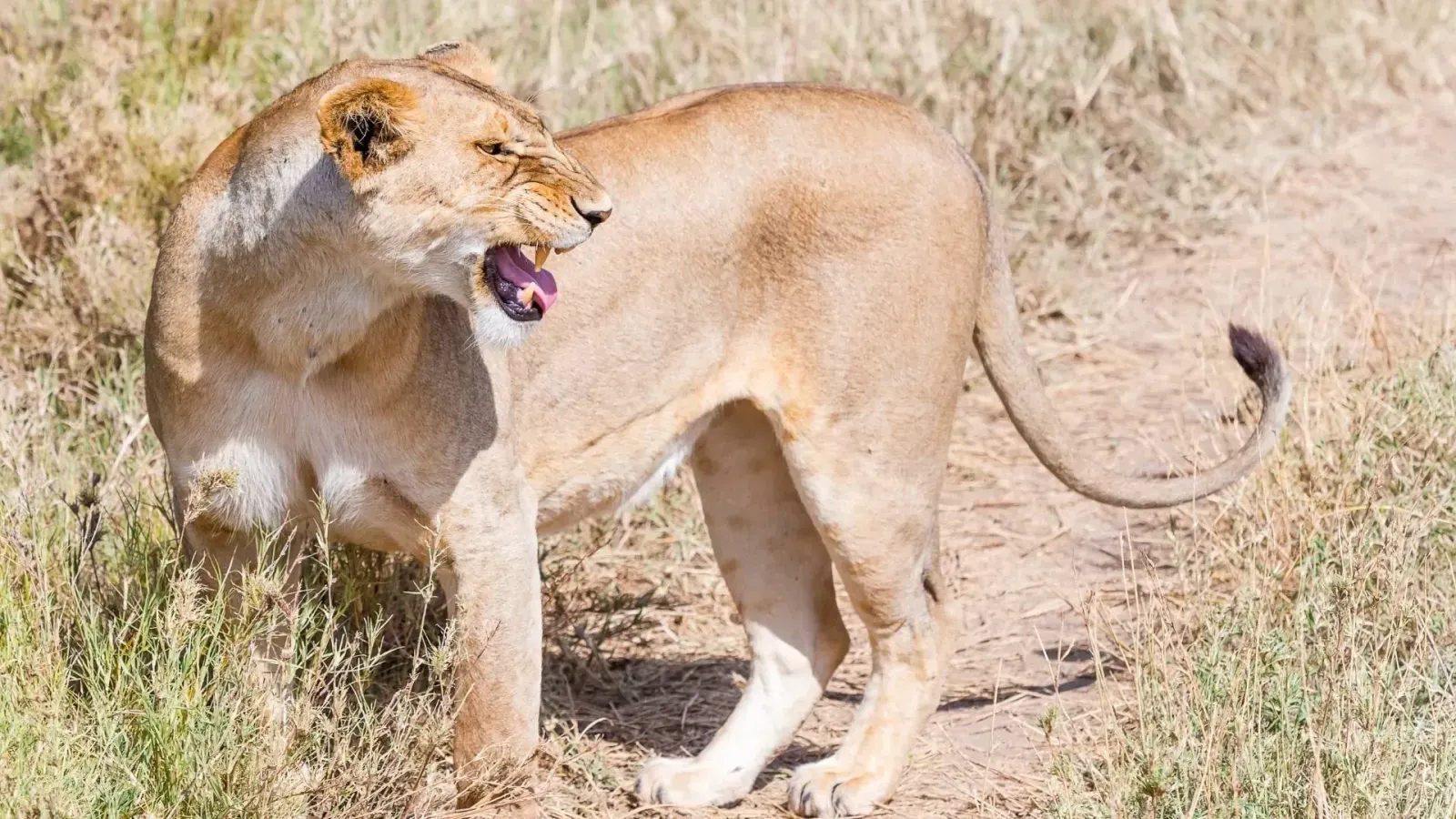 7 Days Classic Tanzania Safari Adventure