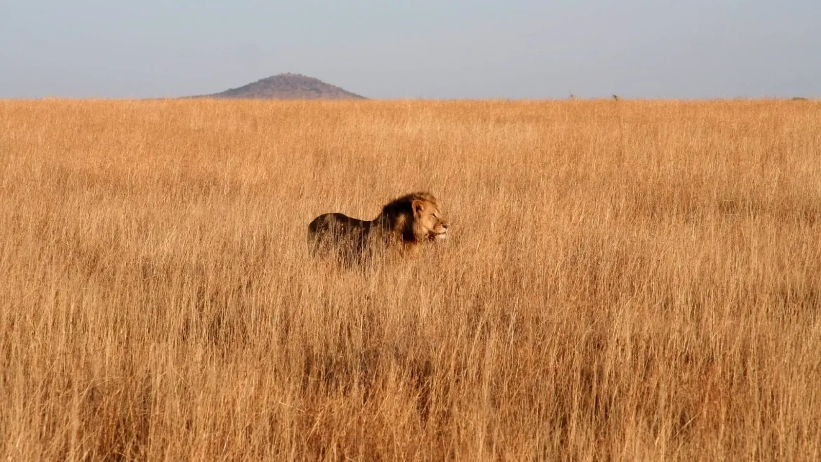 11-Day Tanzania Safari & Zanzibar Beach Holiday