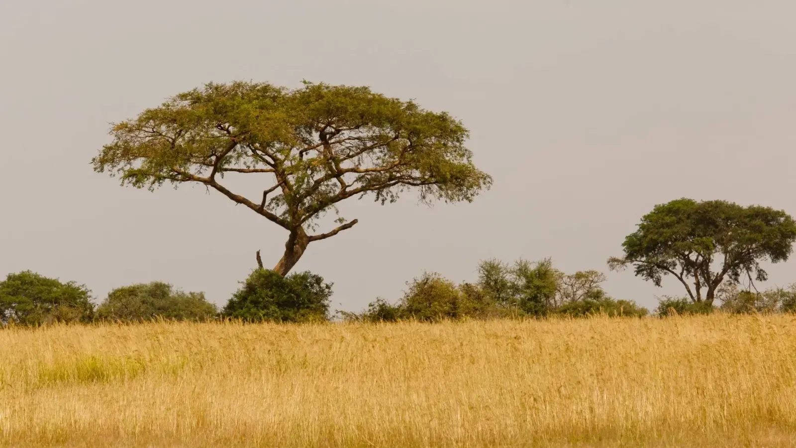 8-Day Tanzania Safari: Tarangire, Serengeti & Ngorongoro