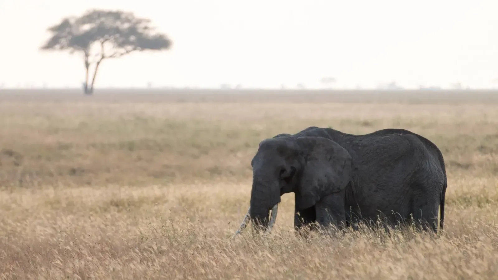 13-Day Tanzania Safari & Zanzibar Holiday