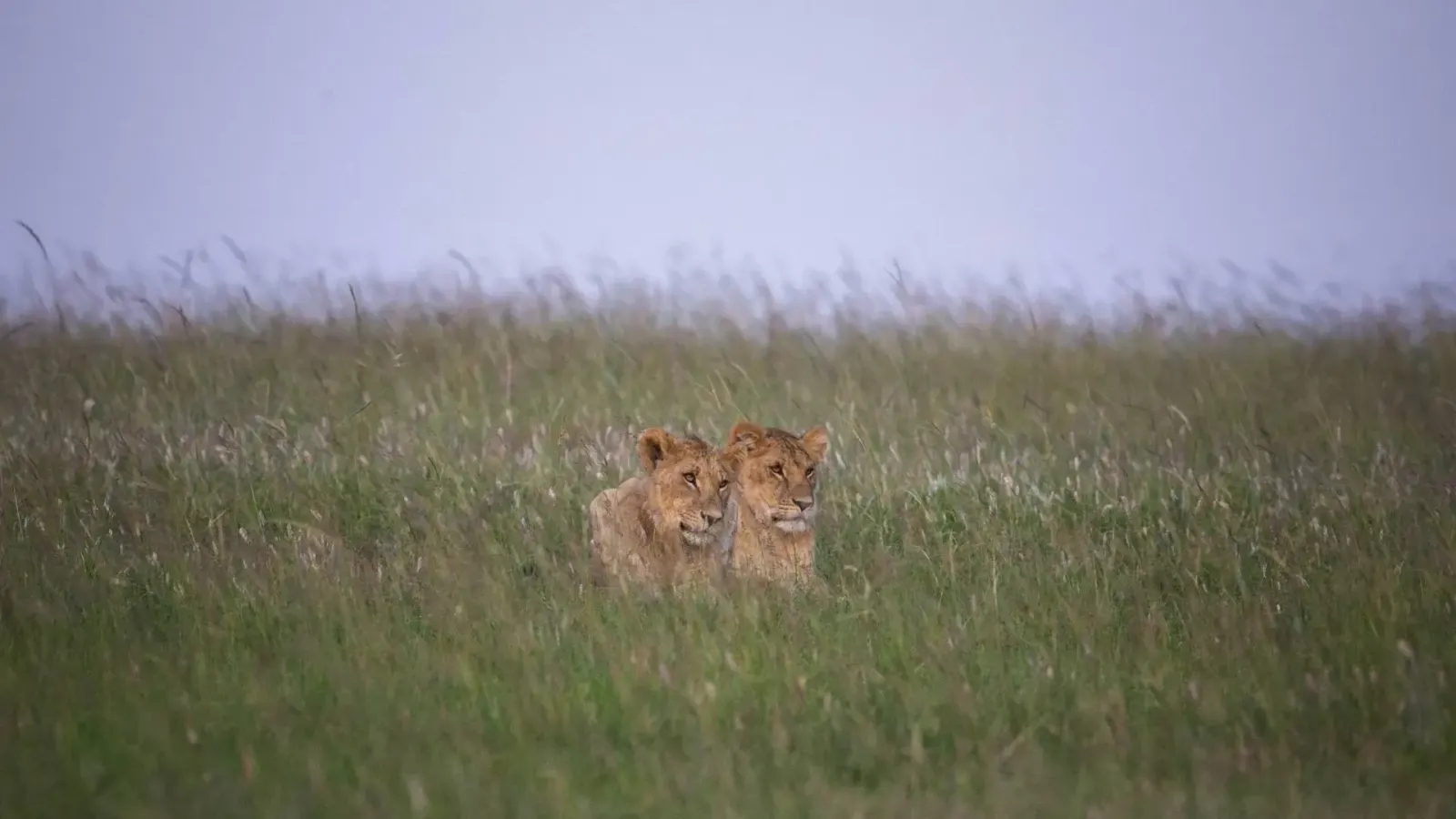 10-Day Tanzania Safari: All Northern Parks