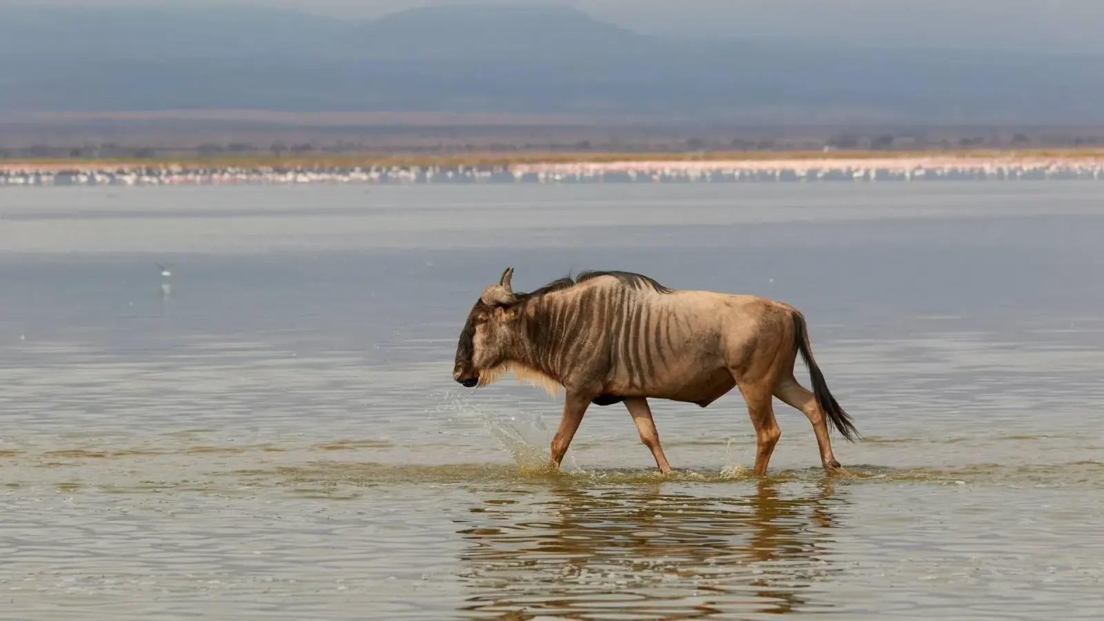 16-Day Northern Tanzania Safari with Lake Natron & Lake Eyasi