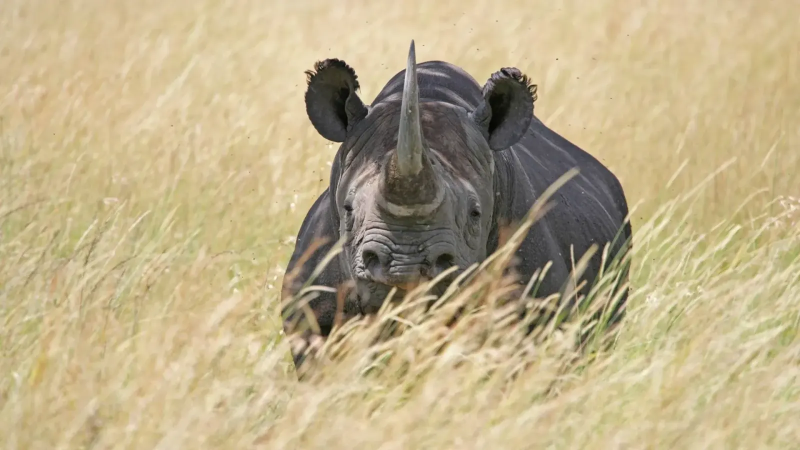10-Day Mkomazi, Usambara Mountains & Saadani Safari