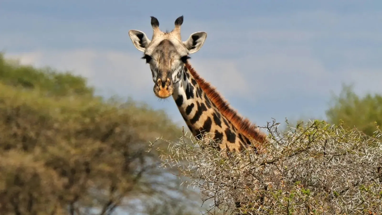 8-Day Southern Tanzania Safari: Mikumi, Udzungwa & Ruaha