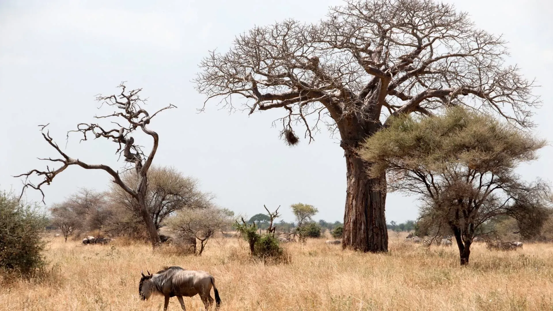 Ruaha National Park
