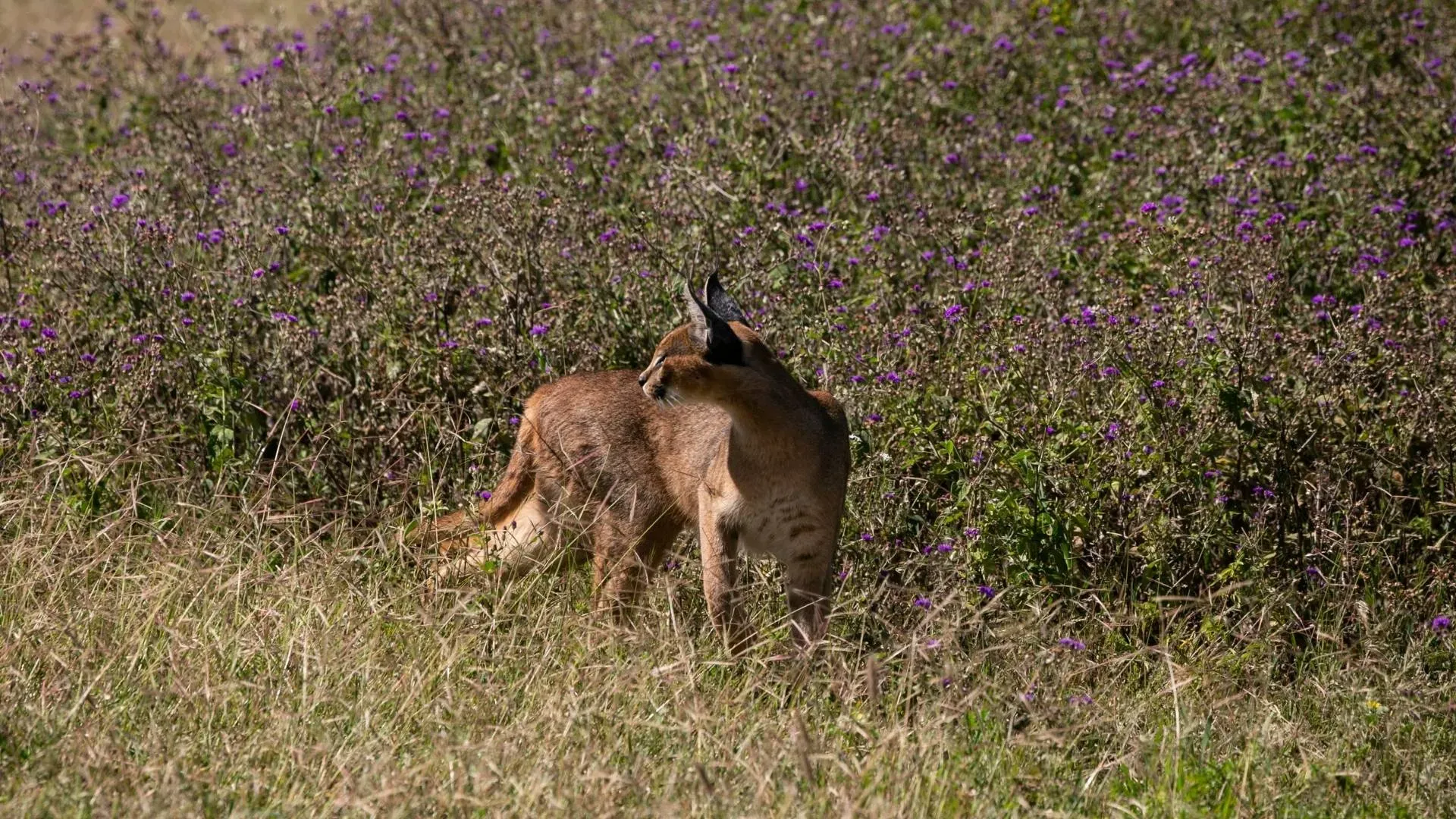 Caracal among flowering bushes
