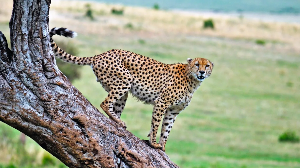 Cheetah climbing a fallen tree trunk above the plains