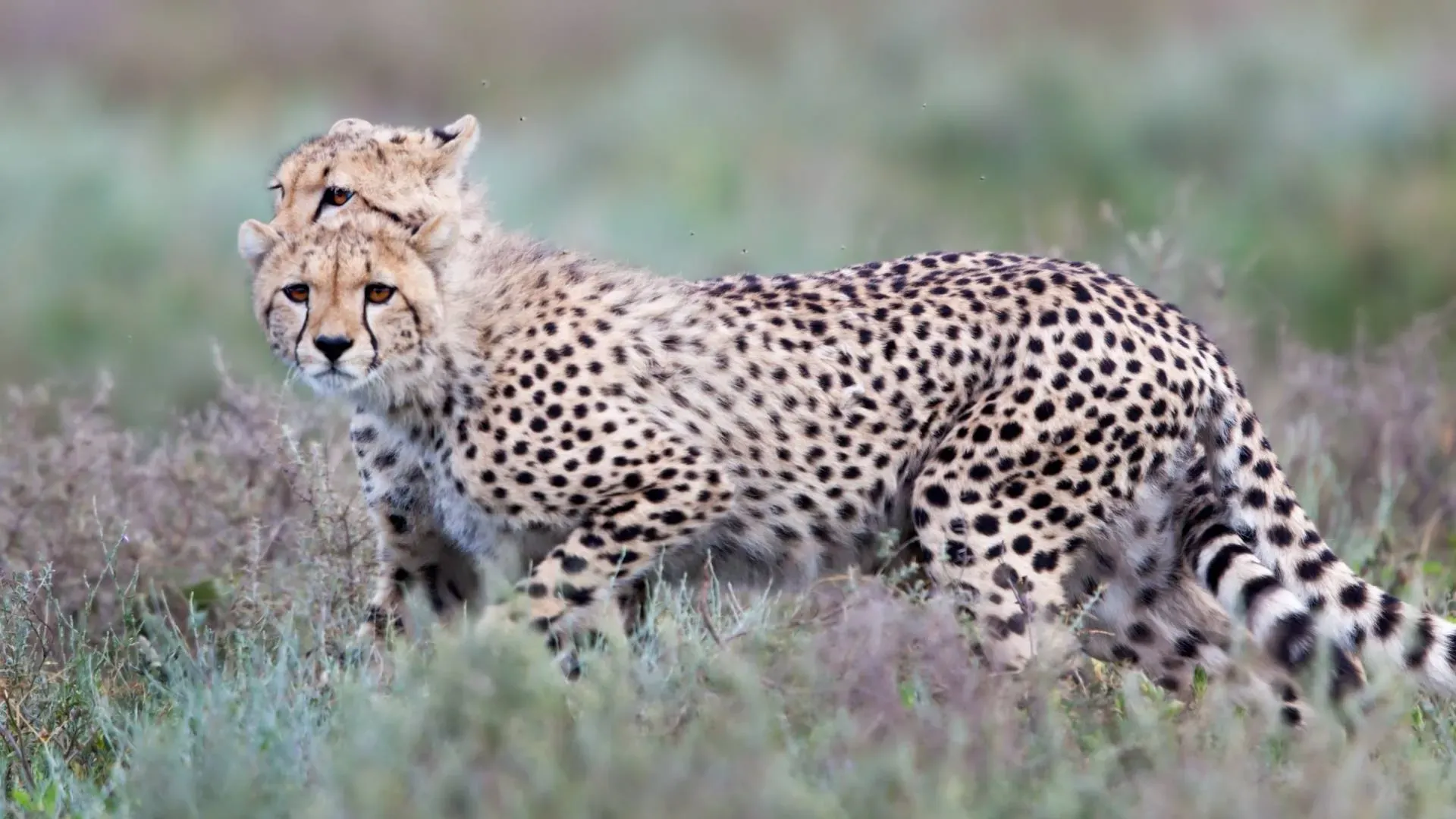Young cheetahs together in the grass