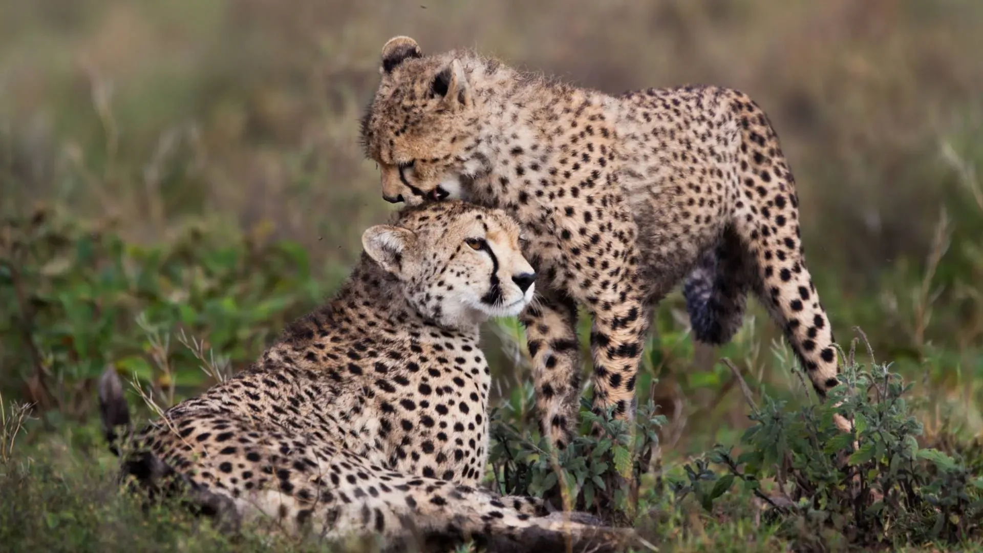 Cheetah mother grooming her cub