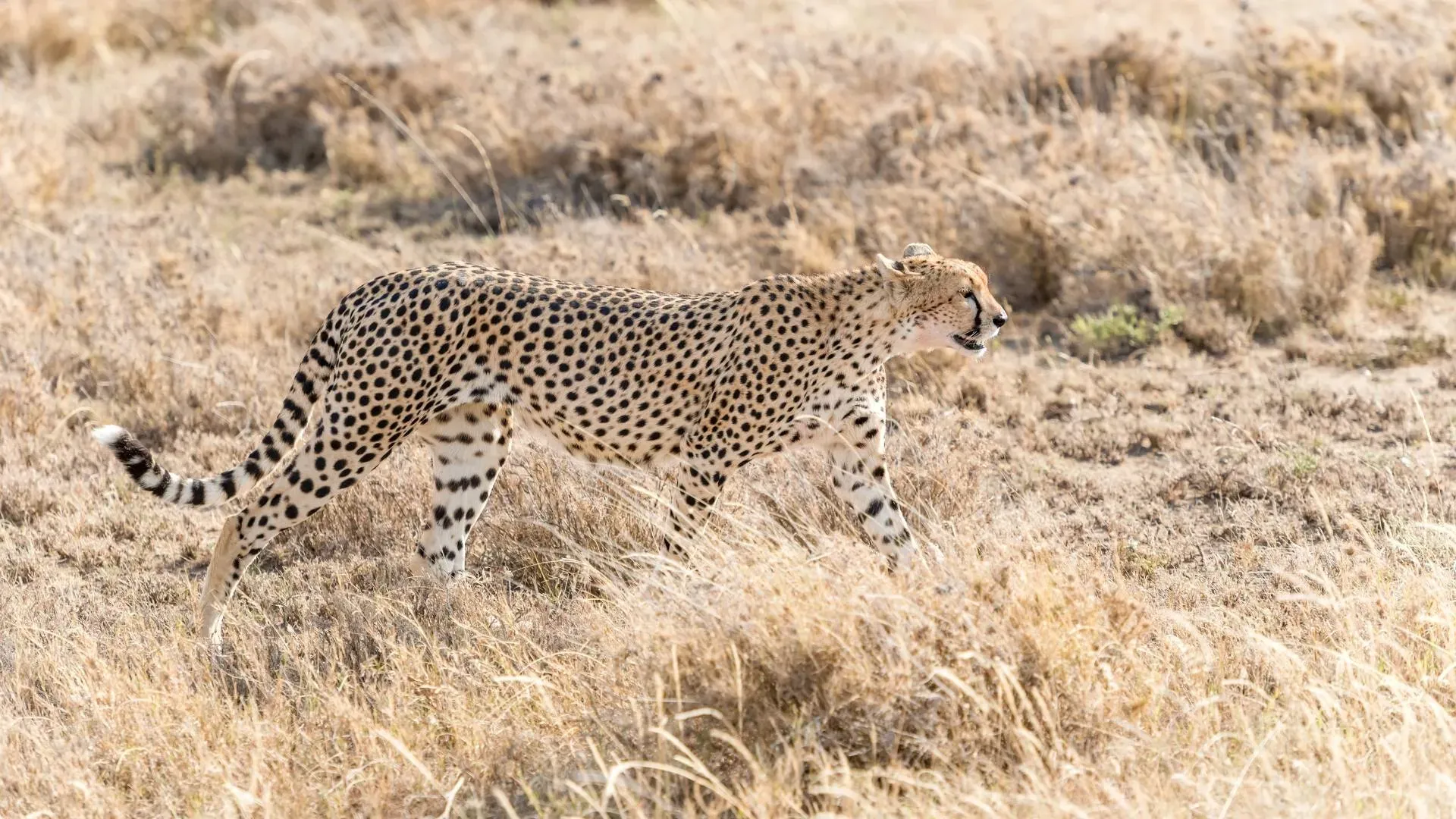 Cheetah stalking through dry grass