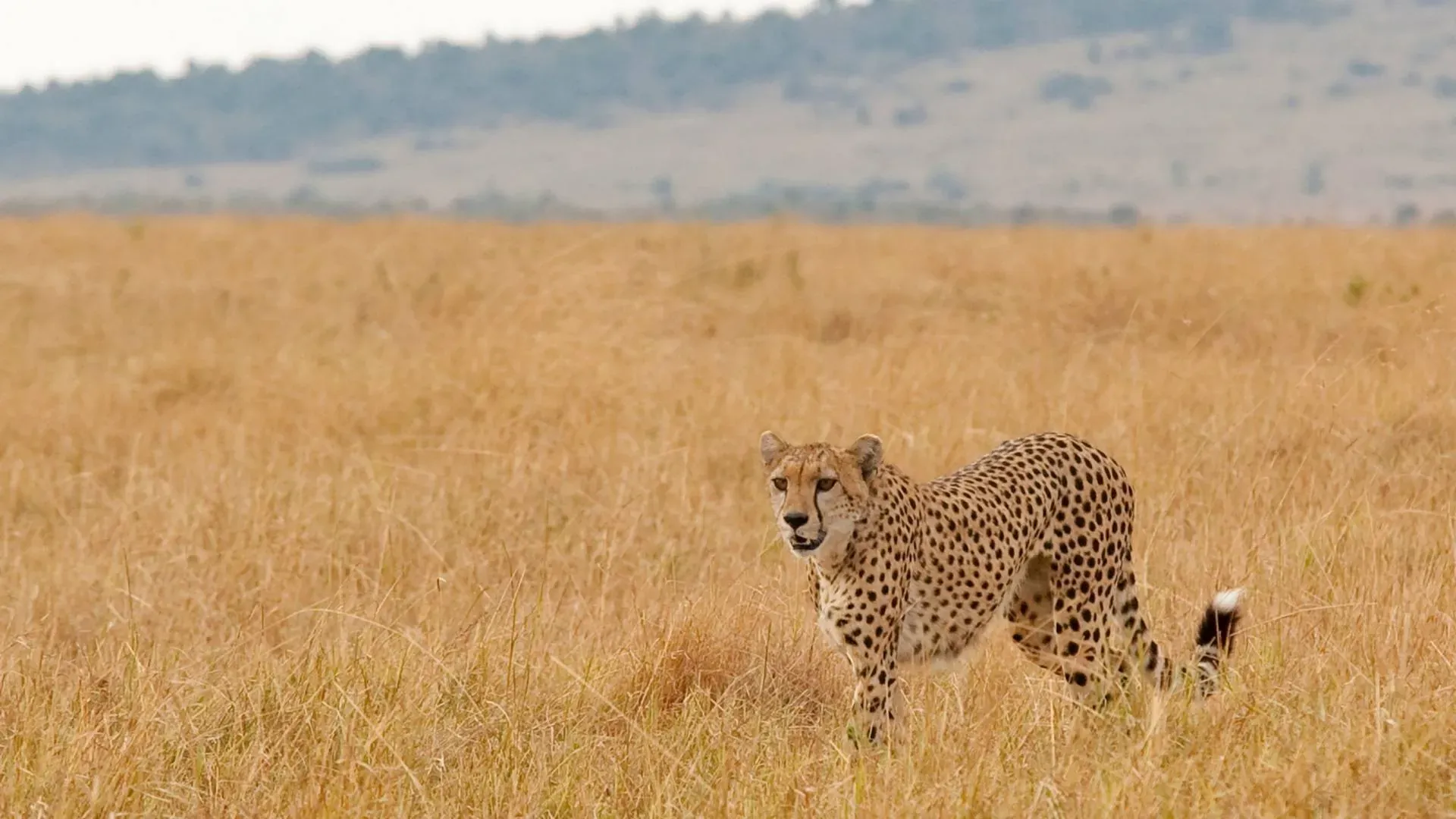 Cheetah walking through golden grass