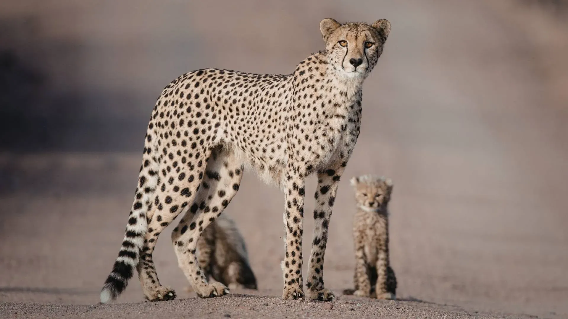 Cheetah mother standing with her small cub