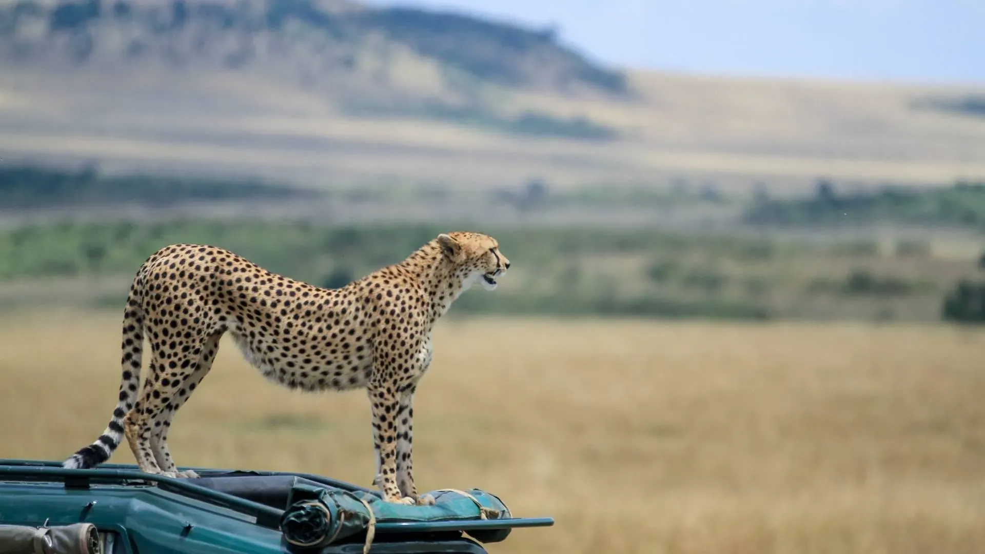 Cheetah standing on the bonnet of a safari vehicle