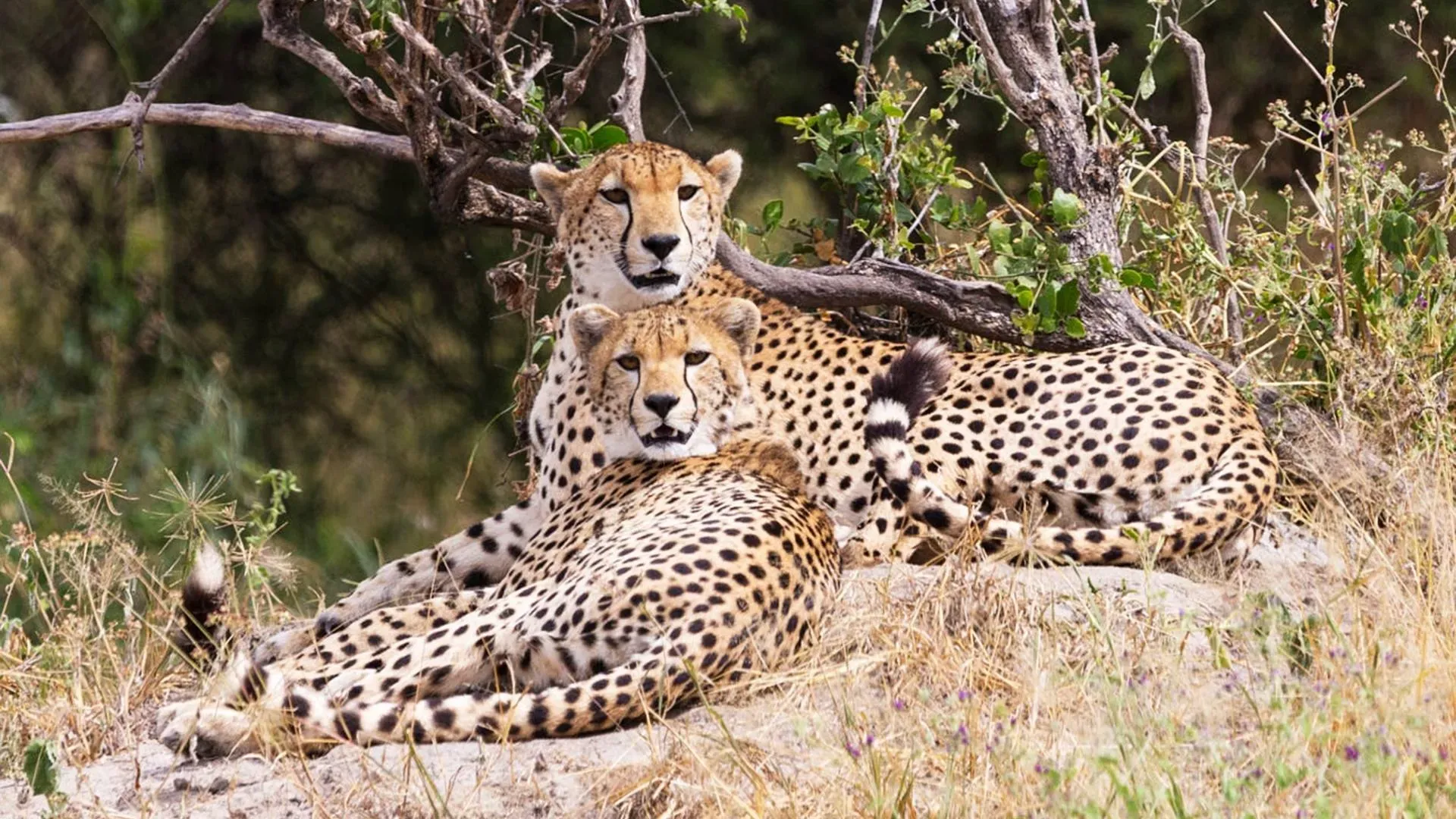 Two cheetahs resting together under a bush