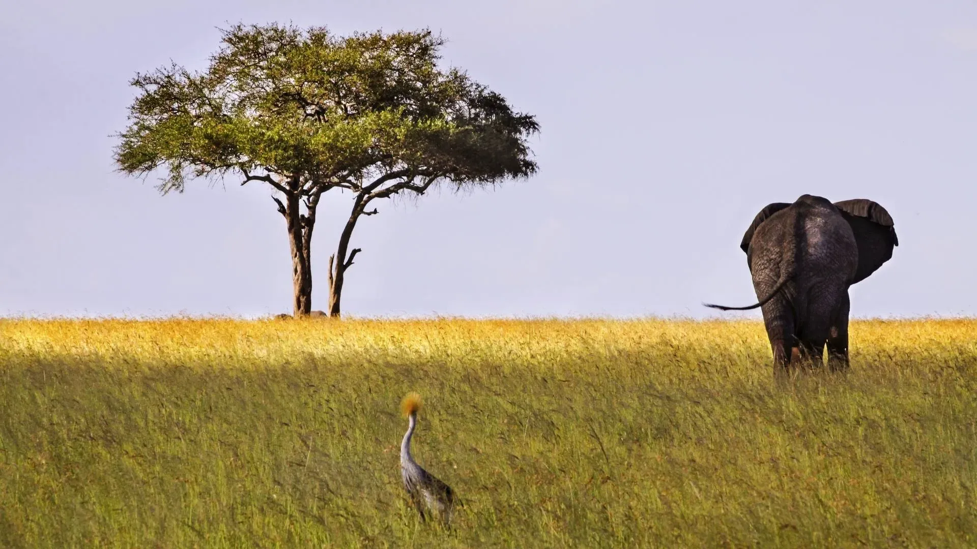 Elephant and a grey crowned crane on the grassland