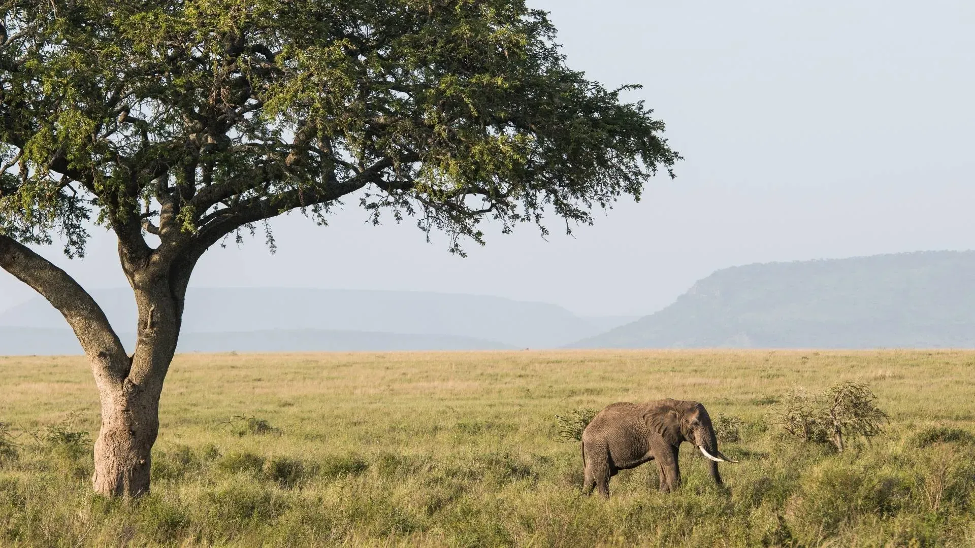 Elephant beneath an acacia tree with an escarpment beyond