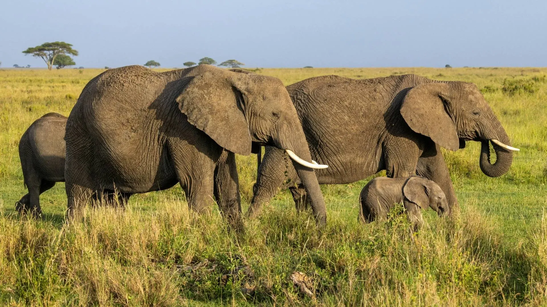 Elephant family with a young calf grazing on the savannah