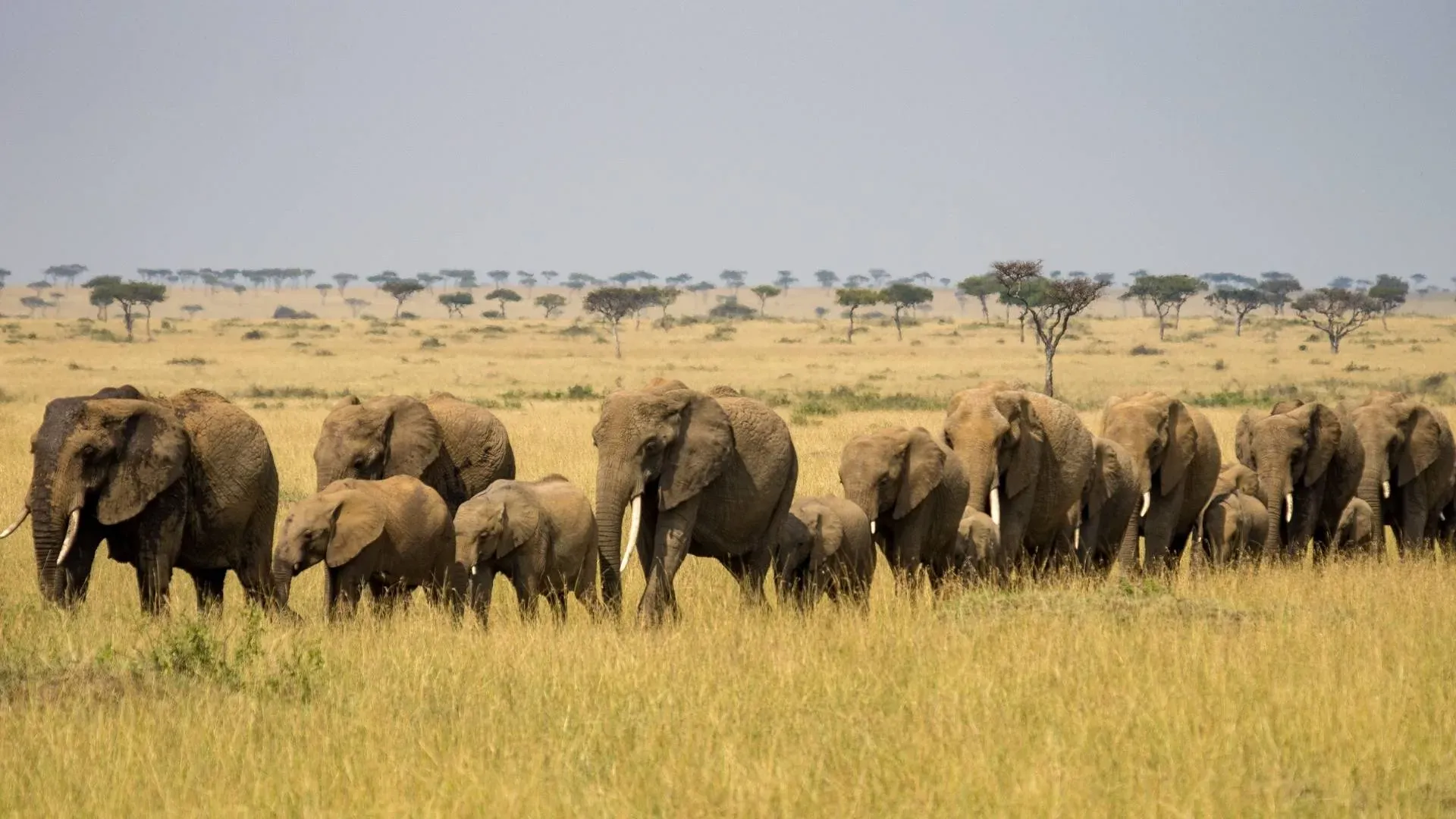 Large elephant herd walking in a line across the grassland