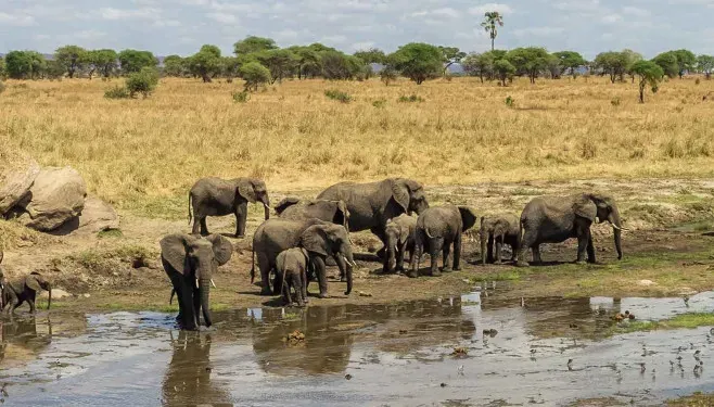 Elephant herd drinking at a river with palms beyond