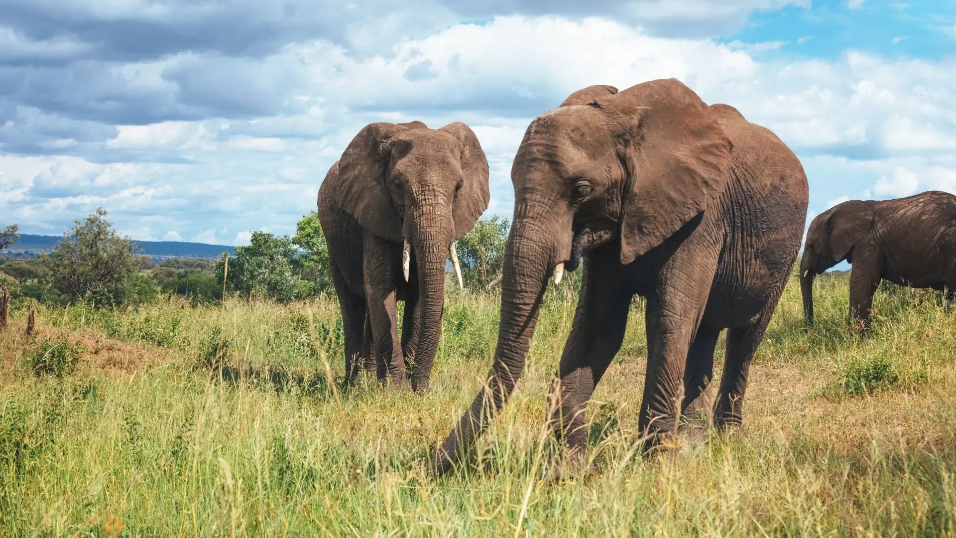 Elephants walking through long green grass