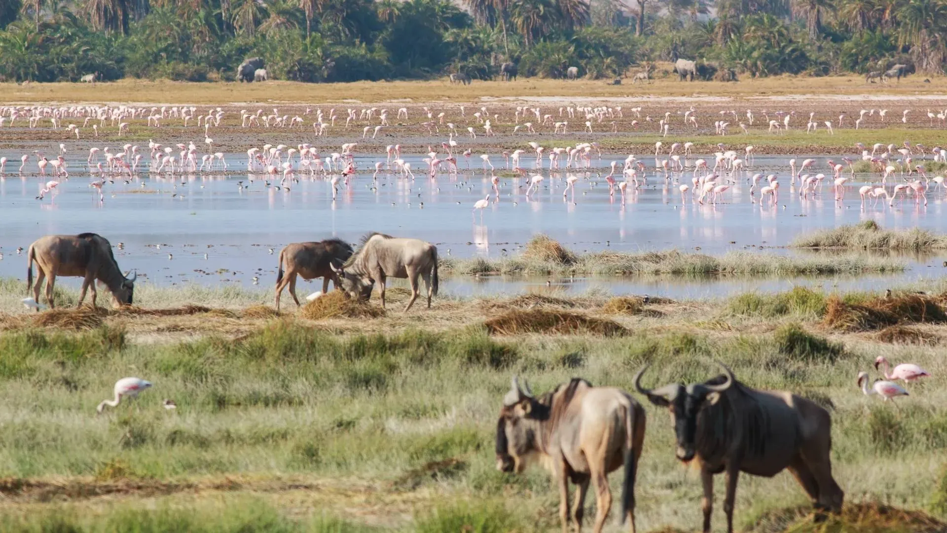Flamingos and wildebeest on a lakeshore lined with palms