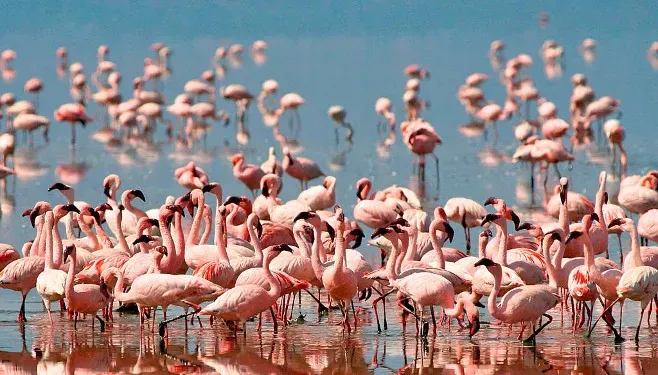 Lake Eyasi Safari Lodge