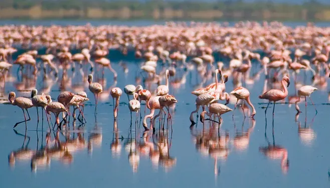 Flamingos reflected in a calm shallow lake