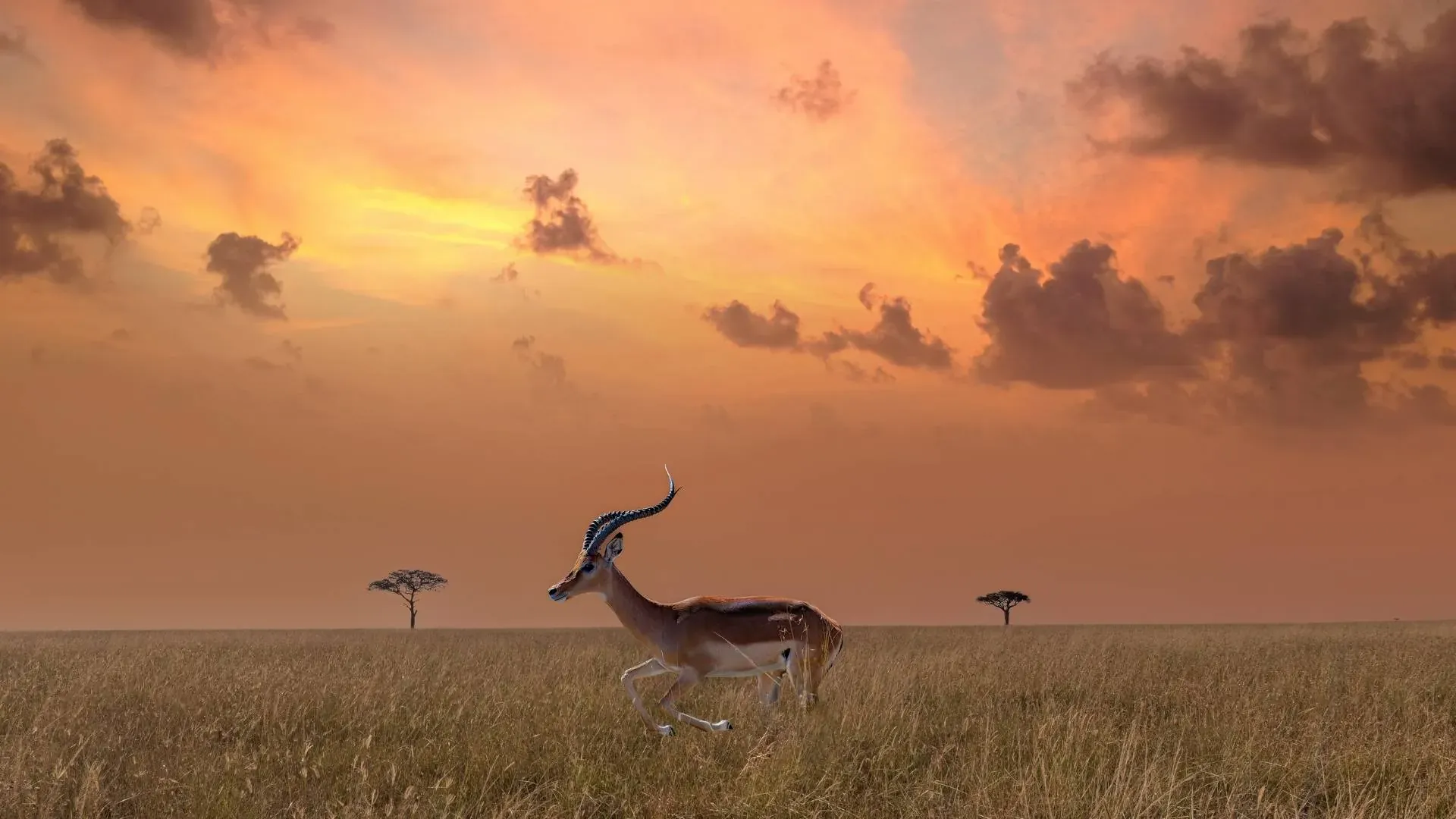 Gazelle leaping across the plains under a dramatic sunset