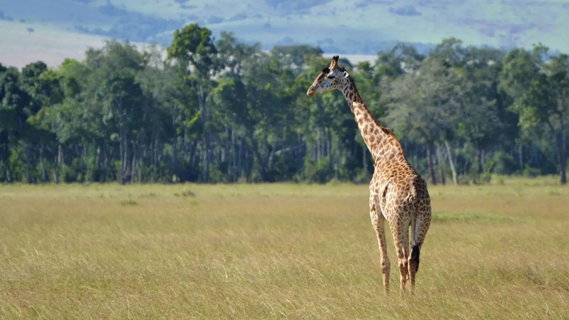 Giraffe walking across grassland at the edge of a forest
