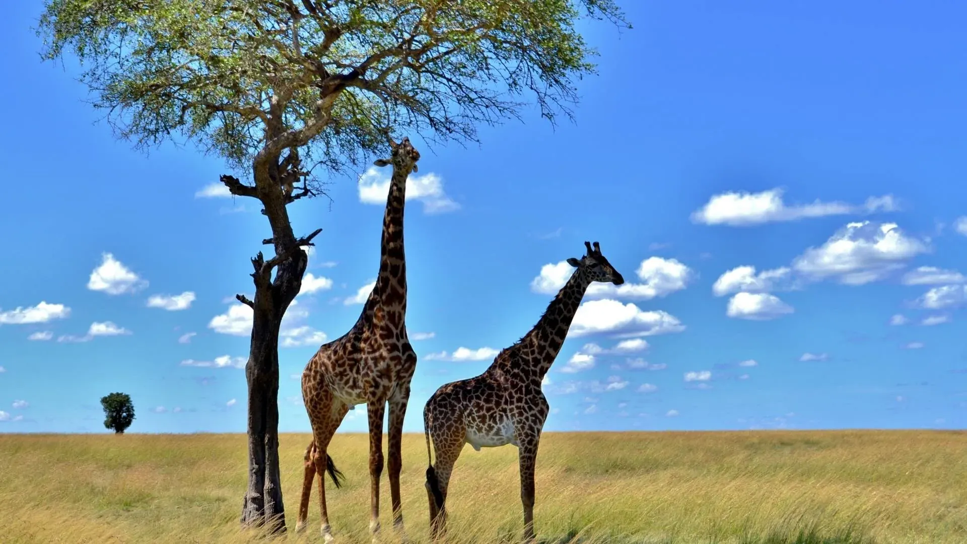 Two giraffes standing beneath an acacia tree