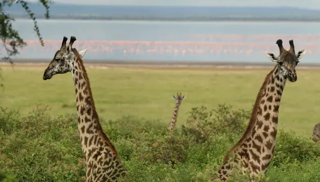 Lake Manyara National Park