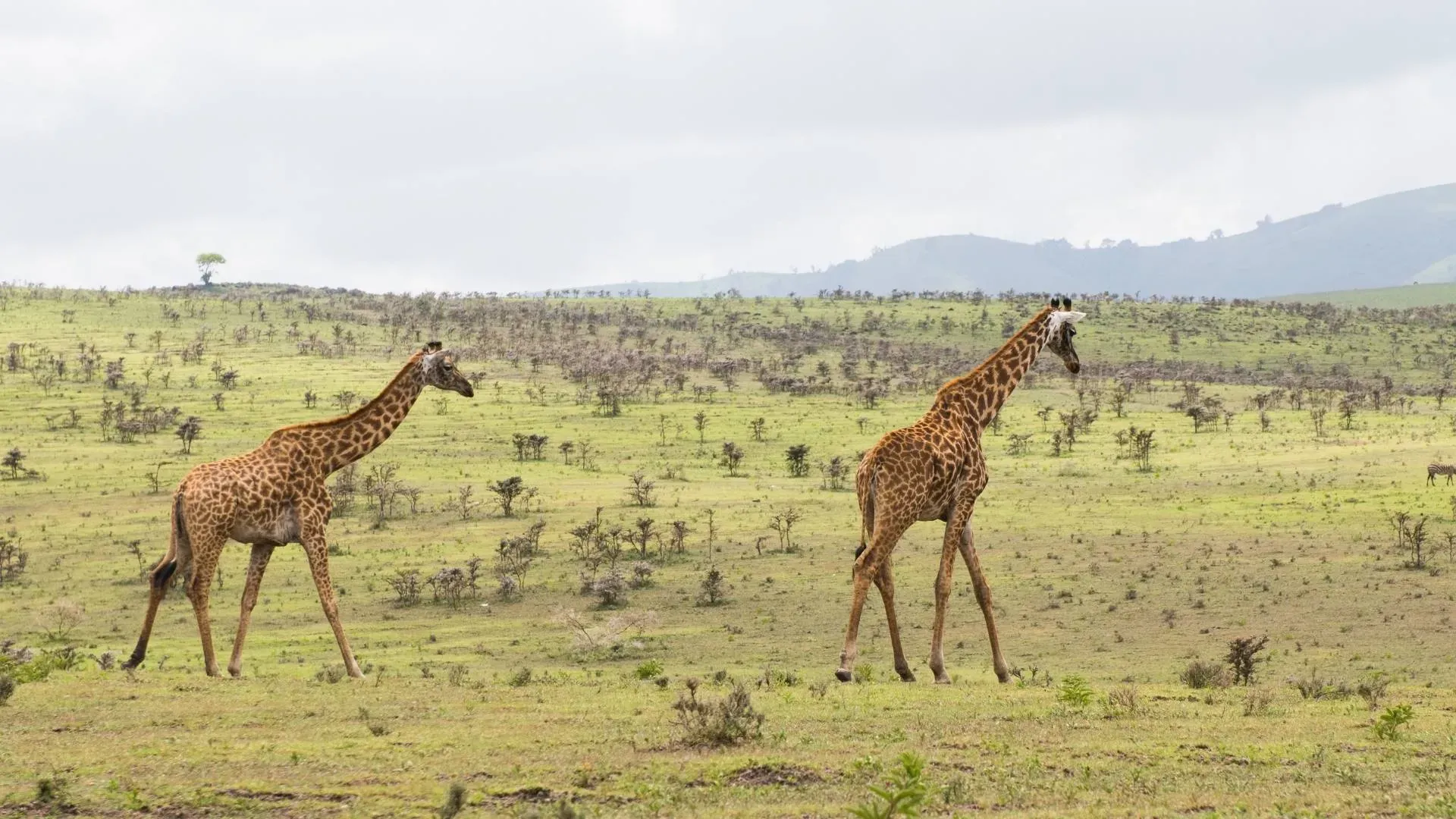 Mikumi National Park