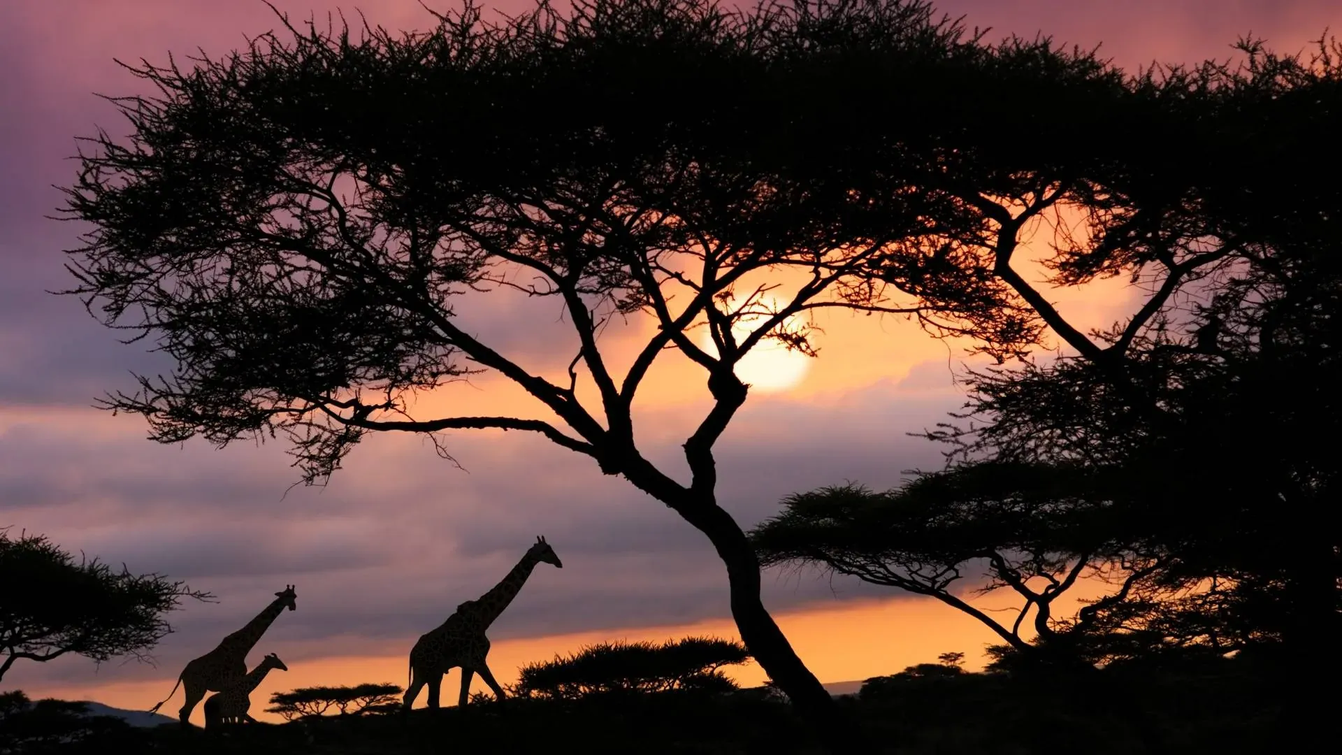 Giraffes silhouetted beneath an acacia tree at sunset
