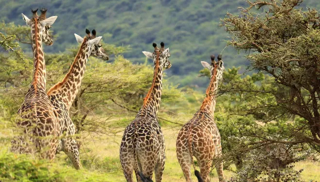 Group of giraffes in green acacia woodland
