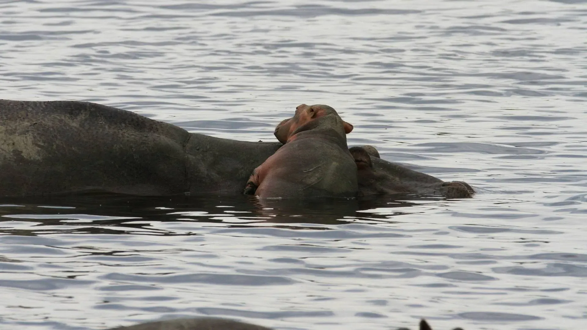Hippo resting in calm water