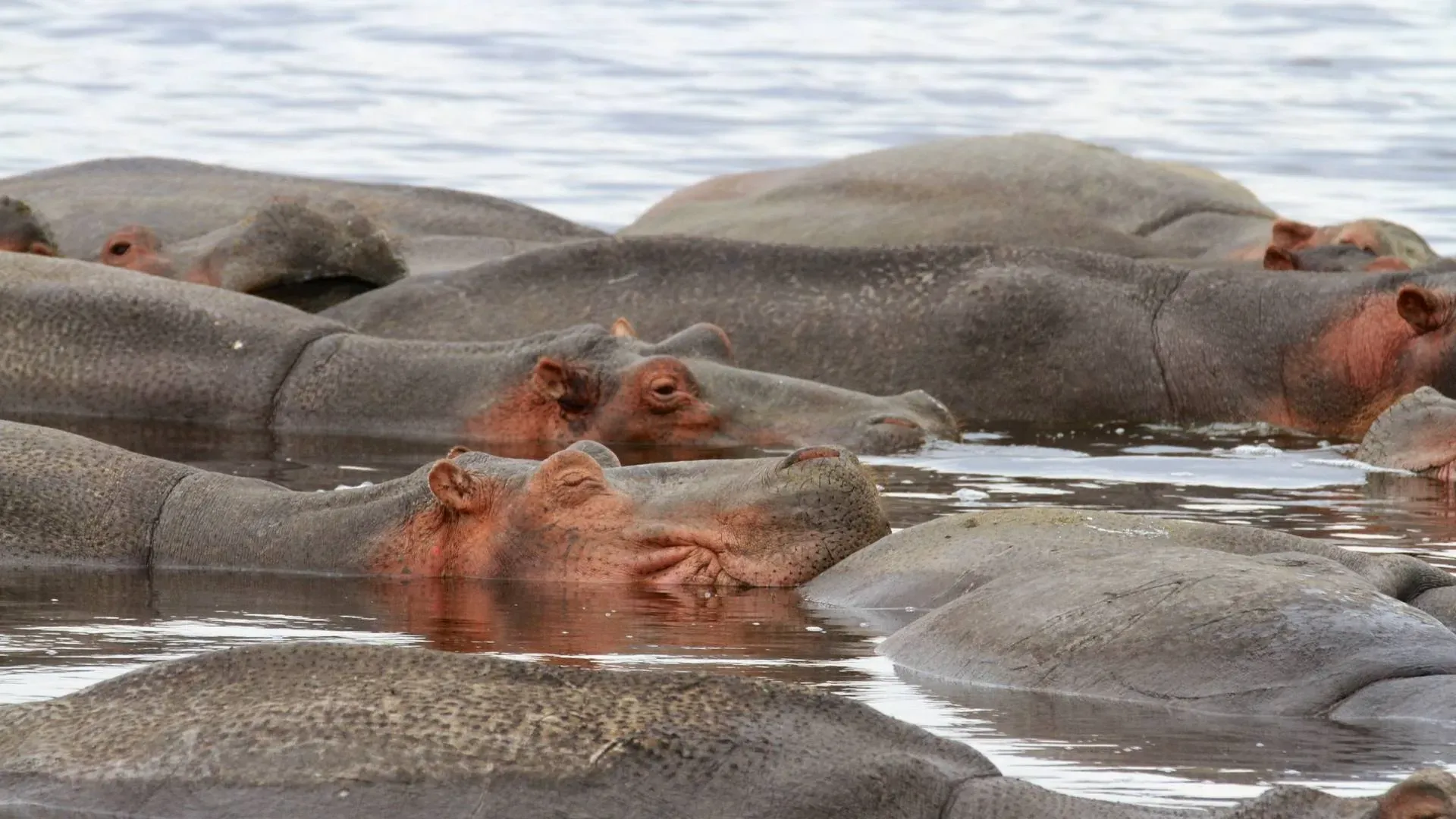 Pod of hippos resting together in a pool