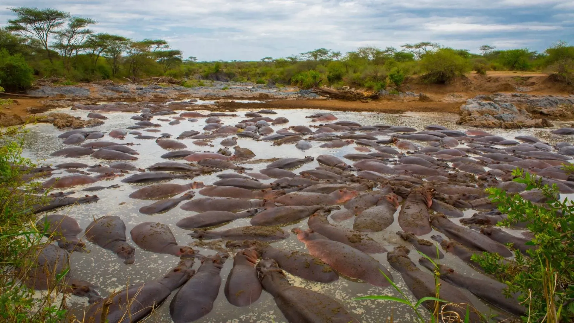 Hundreds of hippos packed into a river pool