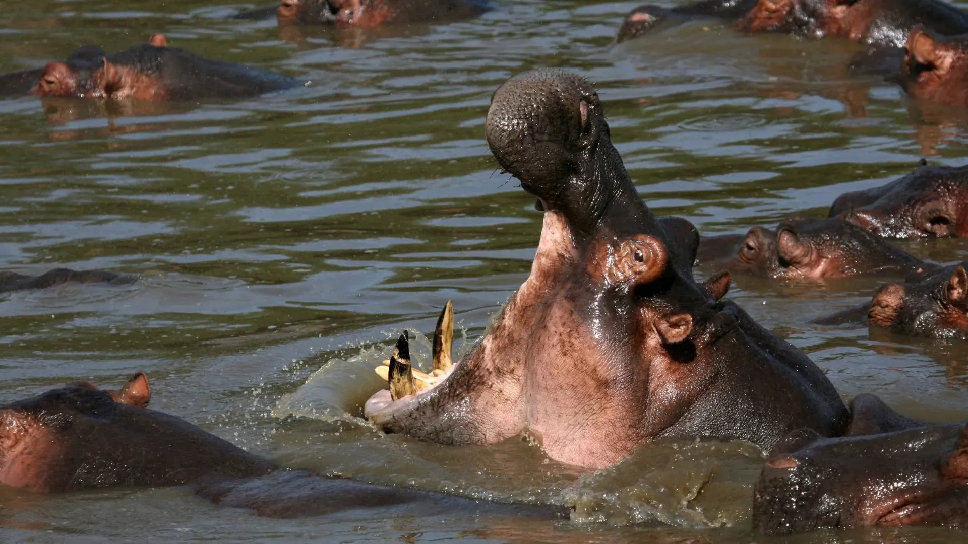 Hippo yawning in a crowded pool