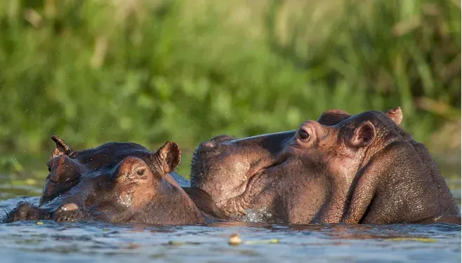 Two hippos surfacing in a river