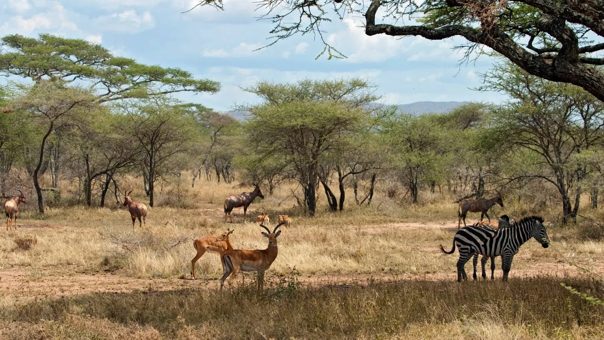 Impalas and zebras grazing in open acacia woodland