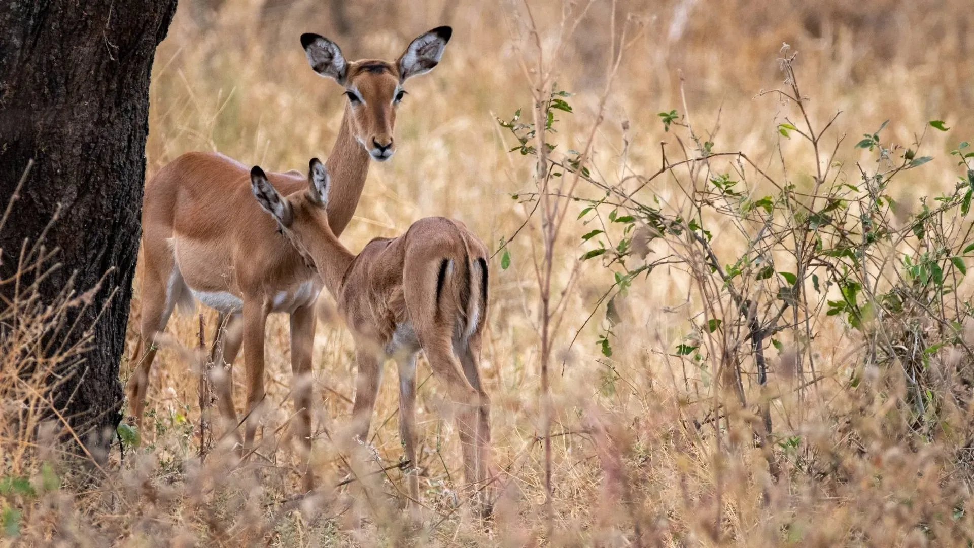 Pair of impalas standing in dry bush