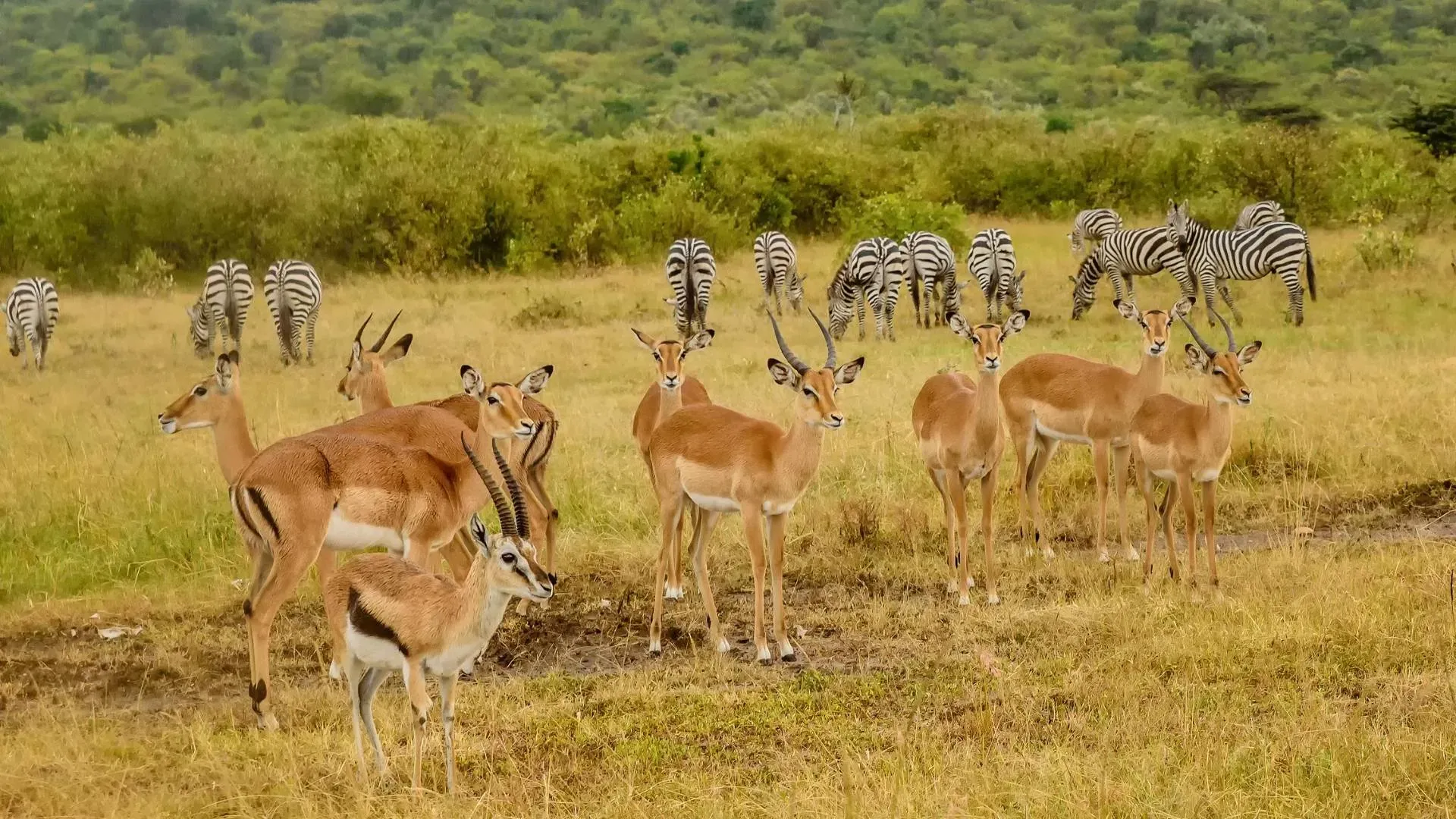 Herd of impalas with zebras on green grassland