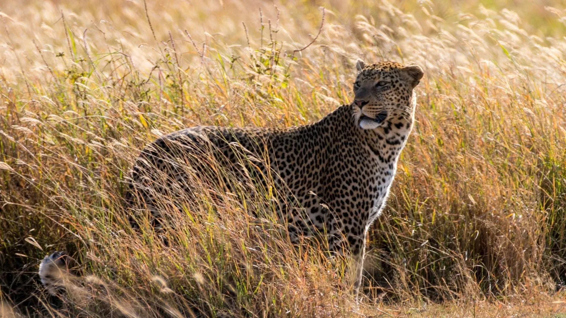 Photography Safari