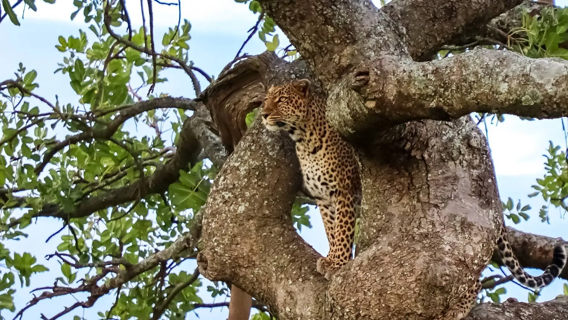 Leopard resting in the branches of a large tree